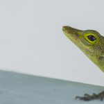 Beschikbaarheid (update 02-08-2016)
