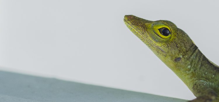 Beschikbaarheid (update 02-08-2016)